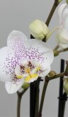 Орхидея Фаленопсис Осло 2 ст 