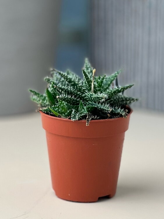 Алоэ Пепе ⌀5 