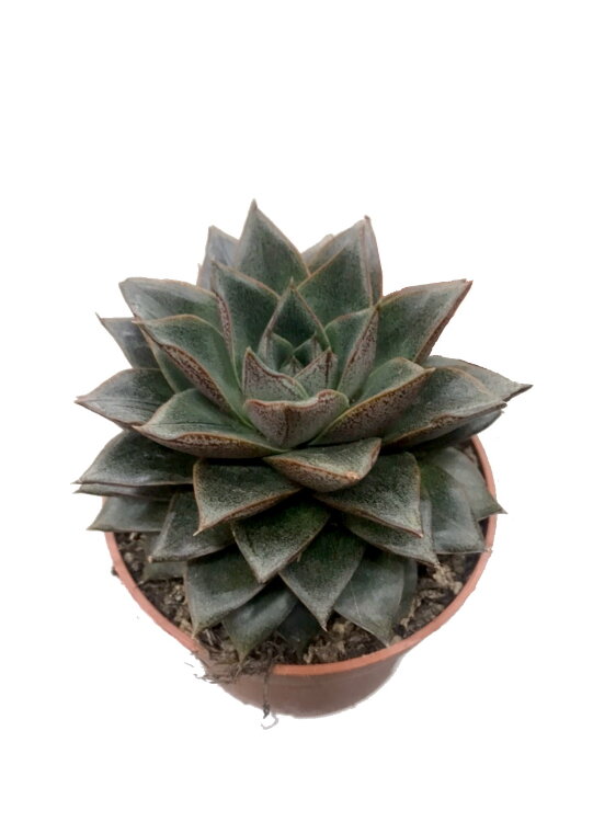 Эхеверия Пурпузорум ⌀12 