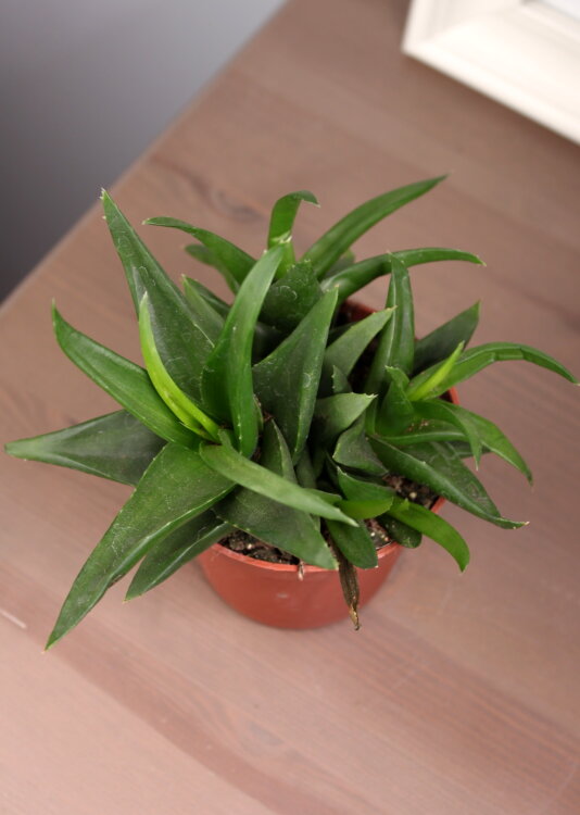 Алоэ Блэк Джем ⌀9 