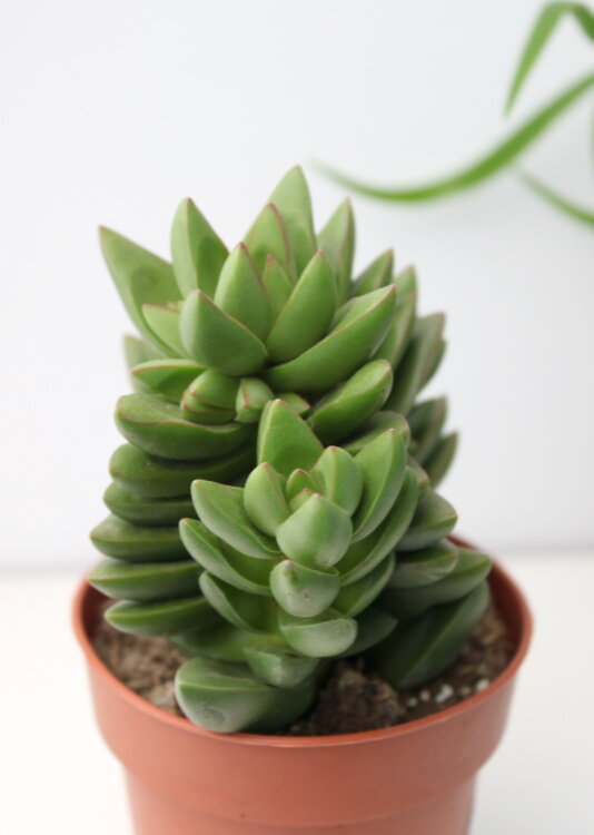 Крассула Бен ⌀8 