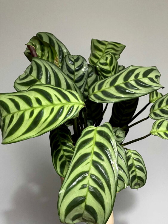 Калатея Фредди ⌀12 40 см 