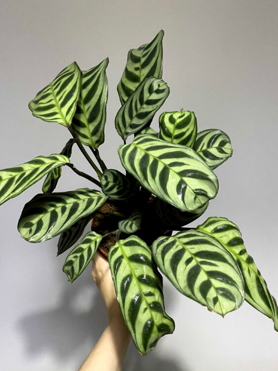 Калатея Фредди ⌀12 40 см 