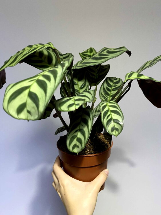 Калатея Фредди ⌀12 40 см 