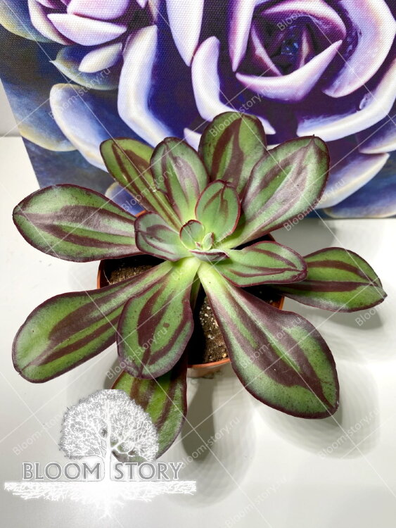 Эхеверия Нодулоза ⌀9  Эхеверия Нодулоза ⌀9