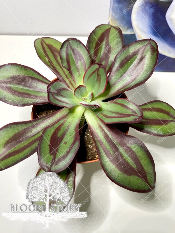 Эхеверия Нодулоза ⌀9  Эхеверия Нодулоза ⌀9