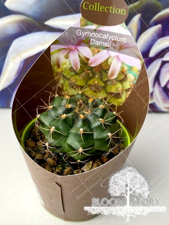 Гимнокалициум Дамси ⌀6 