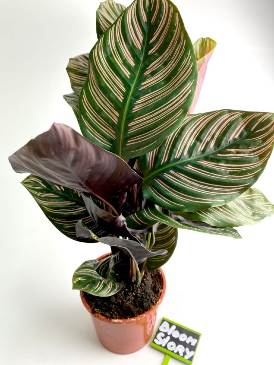 Калатея Орната ⌀14 50 см  Калатея Орната ⌀14 50 см