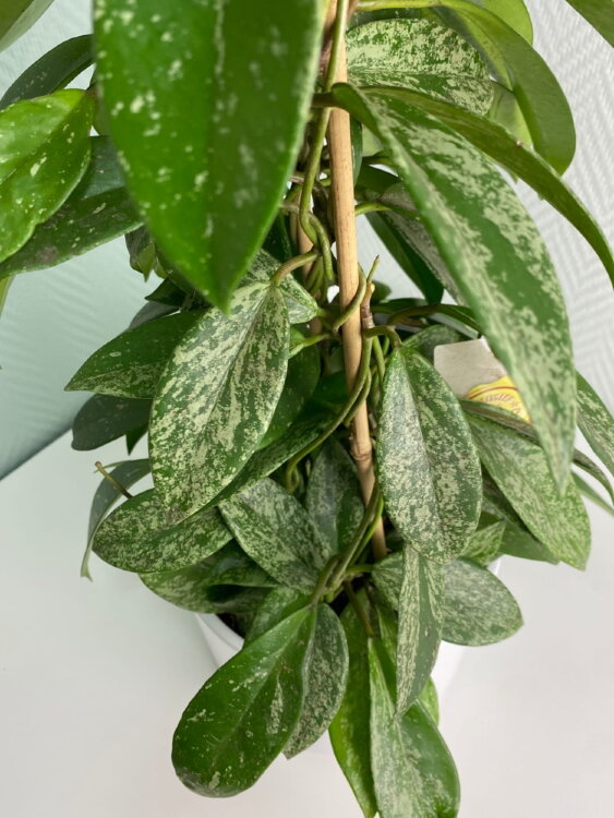 Хойя Публикалис на опоре ⌀17 70 см  Хойя Публикалис на опоре ⌀17 70 см