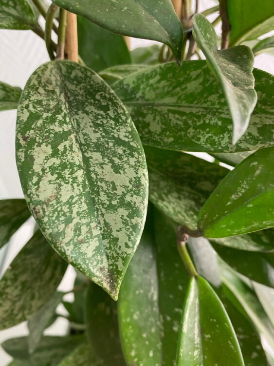 Хойя Публикалис на опоре ⌀17 70 см  Хойя Публикалис на опоре ⌀17 70 см