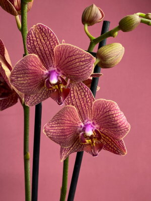 Орхидея Фаленопсис Мария Тереза 2 ст