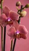 Орхидея Фаленопсис Мария Тереза 2 ст 