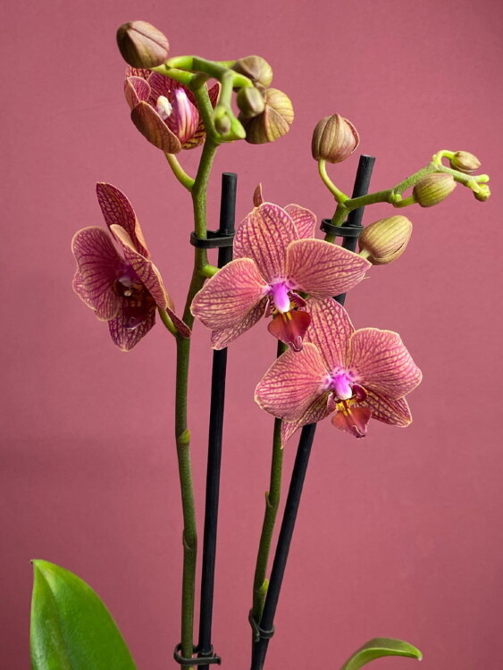 Орхидея Фаленопсис Мария Тереза 2 ст 