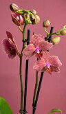 Орхидея Фаленопсис Мария Тереза 2 ст 