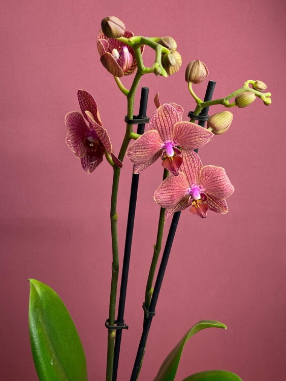 Орхидея Фаленопсис Мария Тереза 2 ст 