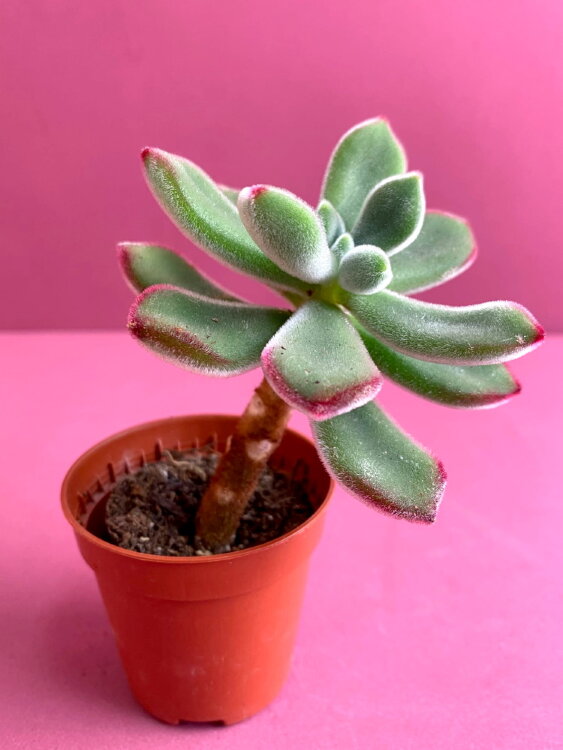 Эхеверия Пульвината Руби Блаш ⌀5  Эхеверия Пульвината Руби Блаш ⌀5