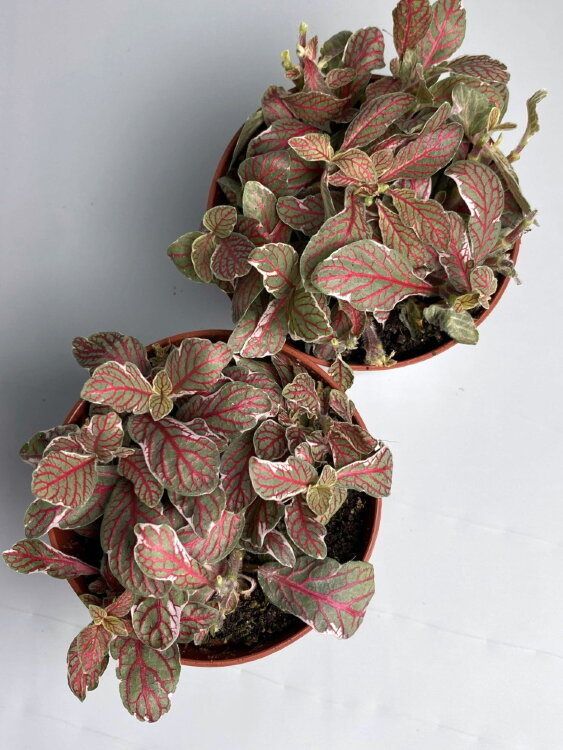 Фиттония серая Грей Сенсейшн ⌀8 