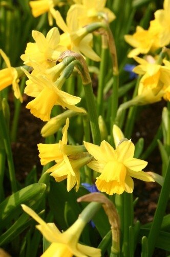 Нарцисс Тет-а-Тет ⌀15  Нарцисс Тет-а-Тет ⌀15