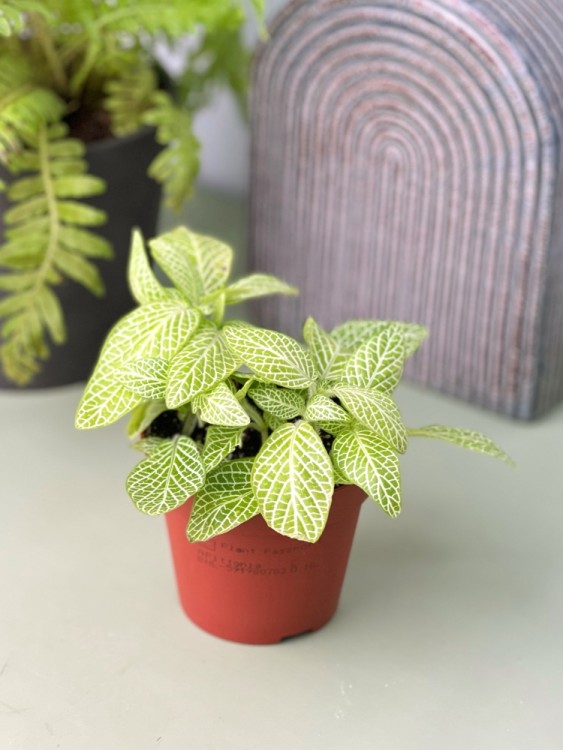 Фиттония Мозаик Лемон ⌀8  Фиттония Мозаик Лемон ⌀8