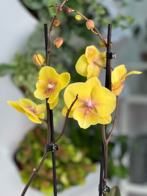 Орхидея Фаленопсис Еллоу Кисс Биг Лип ⌀12 60 см
