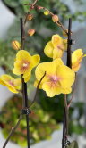 Орхидея Фаленопсис Еллоу Кисс Биг Лип ⌀12 60 см 