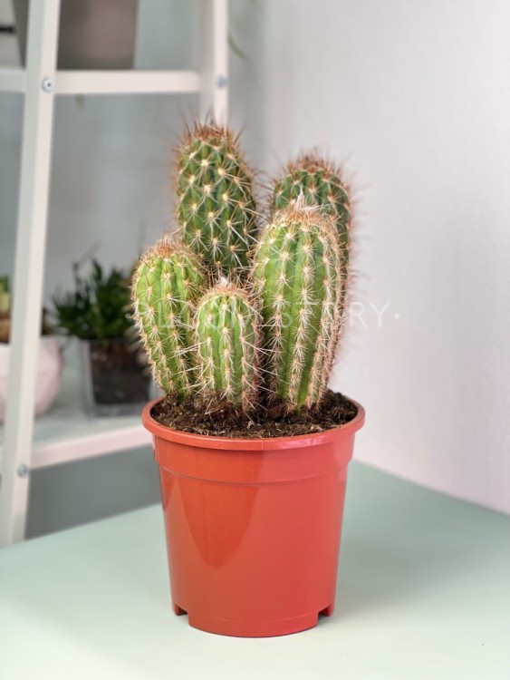 Пахицереус Прингли ⌀17 40 см 