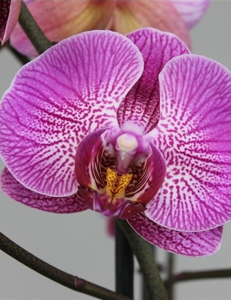 Орхидея Фаленопсис Тровато 2 ст 
