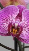 Орхидея Фаленопсис Тровато 2 ст 