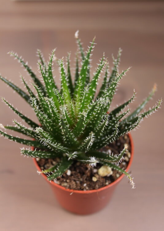 Алоэ Хавортиевидное ⌀5 