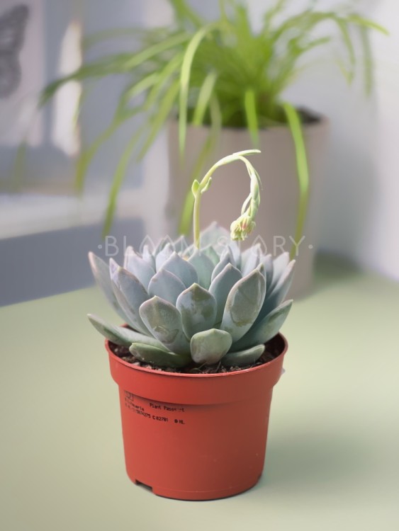 Пахифитум Драко ⌀10 