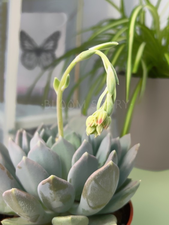 Пахифитум Драко ⌀10 