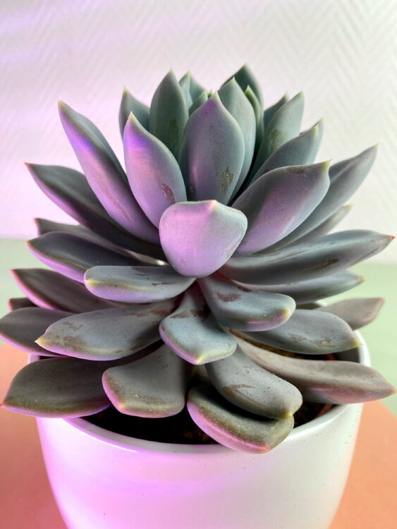 Пахифитум Драко ⌀10 