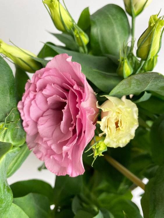 Эустома розовая 