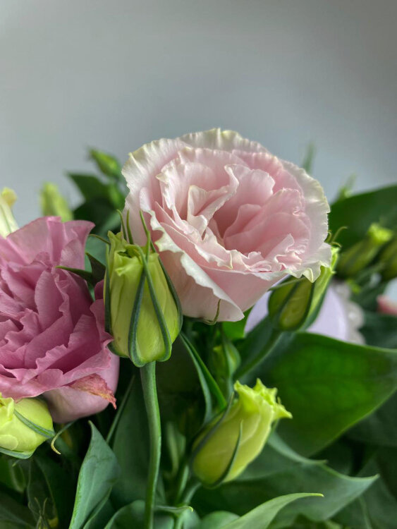 Эустома розовая 