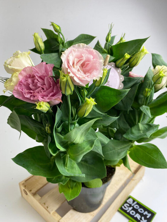 Эустома розовая 