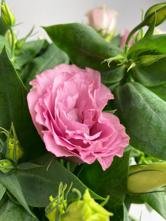 Эустома розовая 