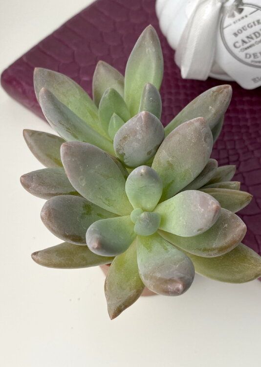 Пахифитум Брактеосум Фиткай куст ⌀5 