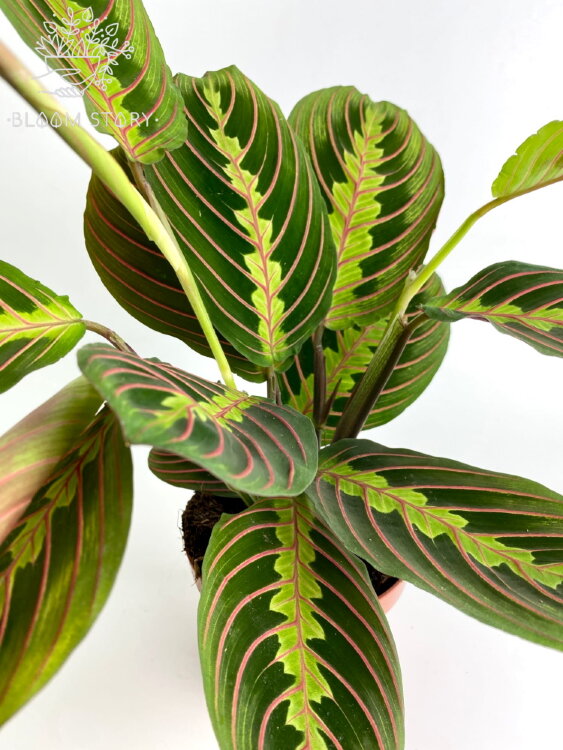 Маранта Фасцинатор Триколор ⌀12 35 см 