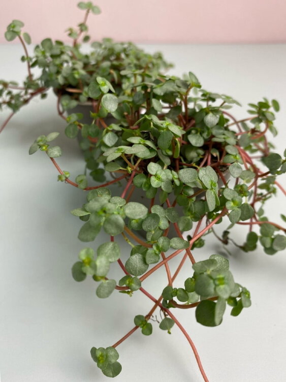 Пилея Глаукофилла сизая ⌀5 10 см 