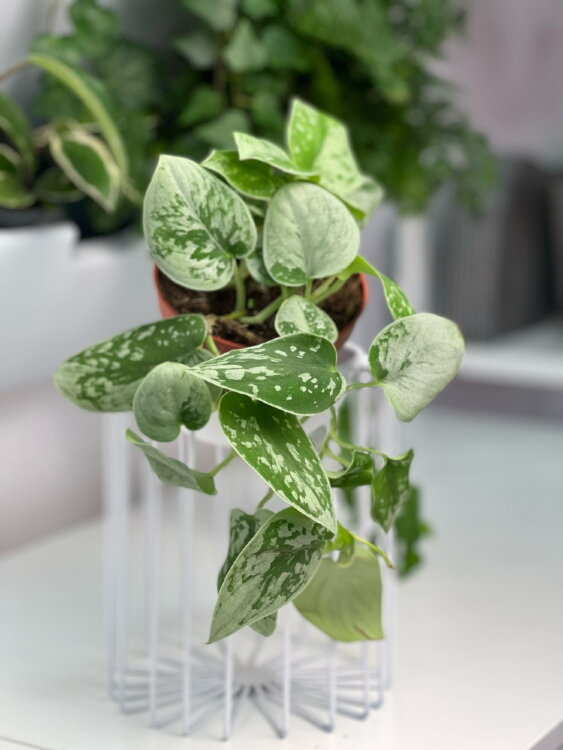 Сциндапсус Пиктус Сильвер Анна ⌀12 25 см 