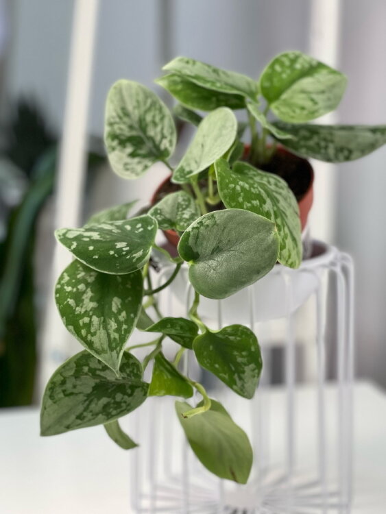 Сциндапсус Пиктус Сильвер Анна ⌀12 25 см 