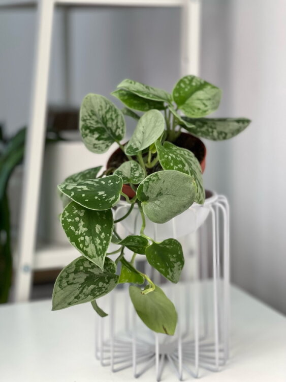 Сциндапсус Пиктус Сильвер Анна ⌀12 25 см 