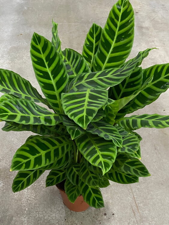 Калатея Зебрина ⌀19 80 см 