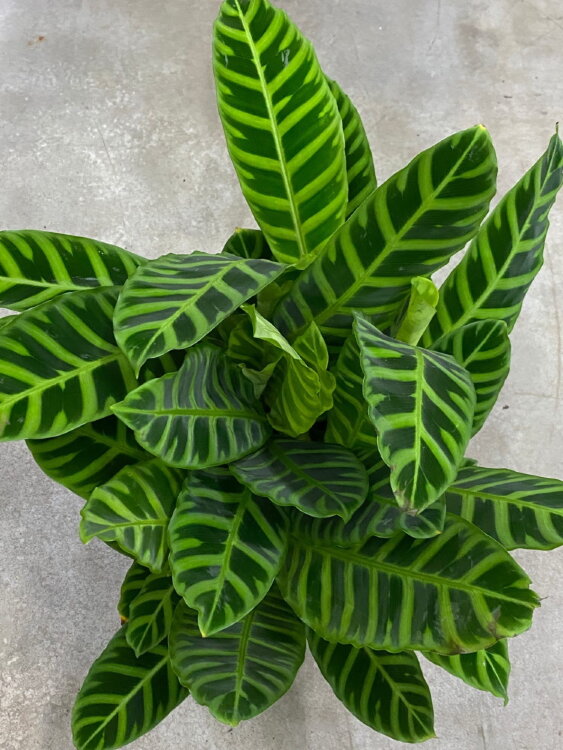 Калатея Зебрина ⌀19 80 см 