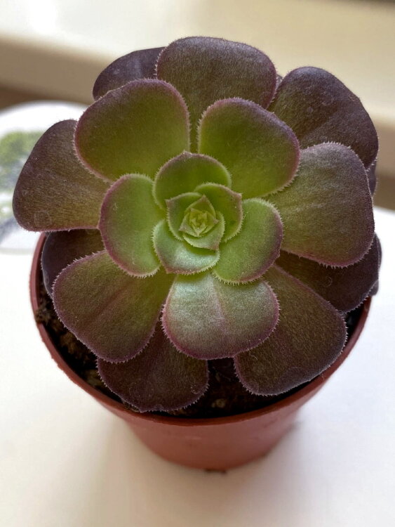 Эониум Велюр ⌀5 