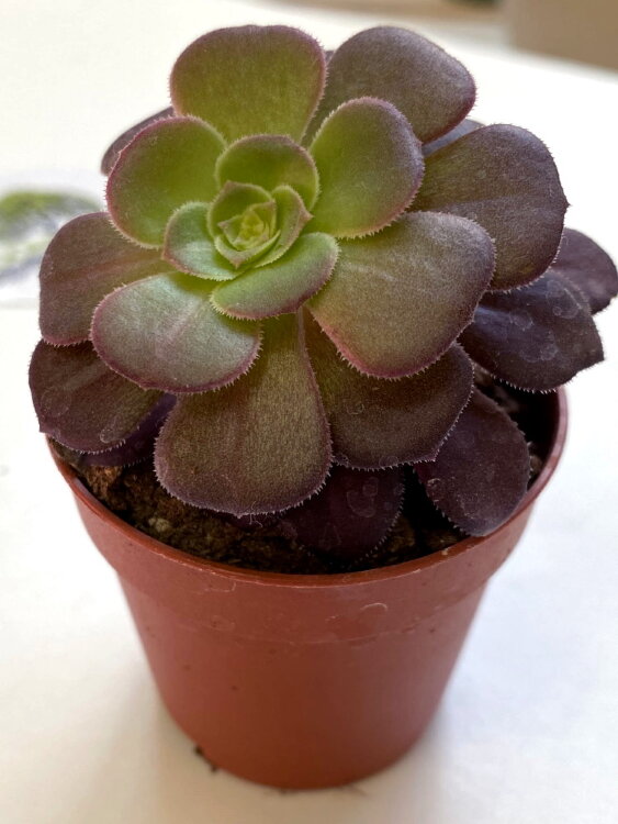 Эониум Велюр ⌀5 