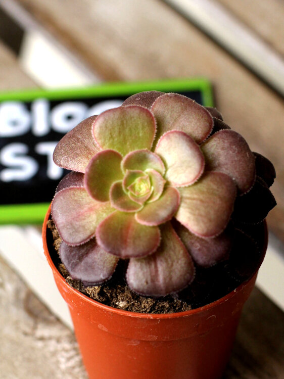 Эониум Велюр ⌀5 