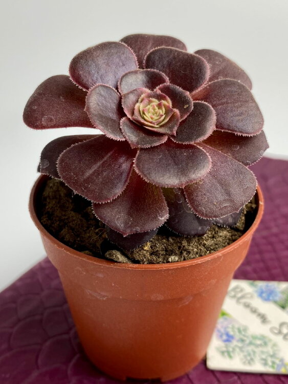 Эониум Велюр ⌀5 