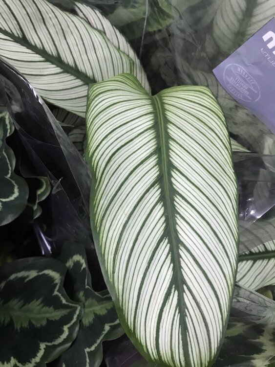 Калатея Вайт Стар ⌀14 50 см 