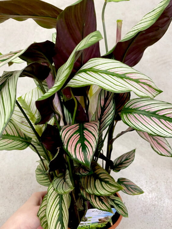 Калатея Вайт Стар ⌀14 50 см 